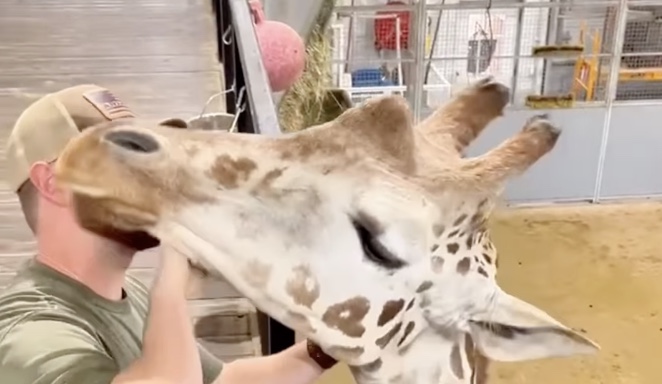 Giraffen Chiropraktik