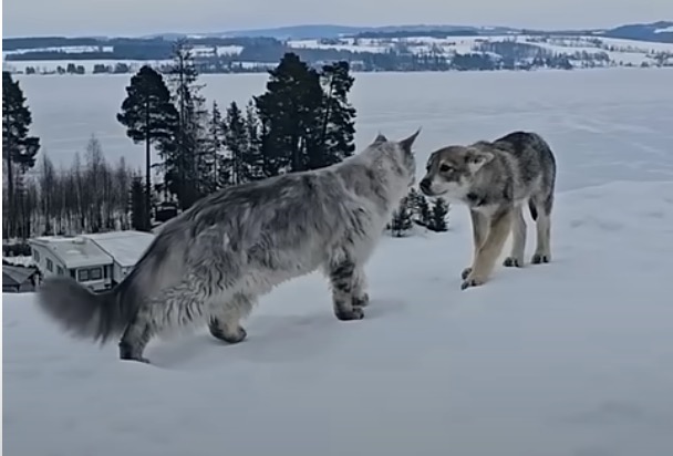 Maine-Coon-Katze trifft auf Wolf