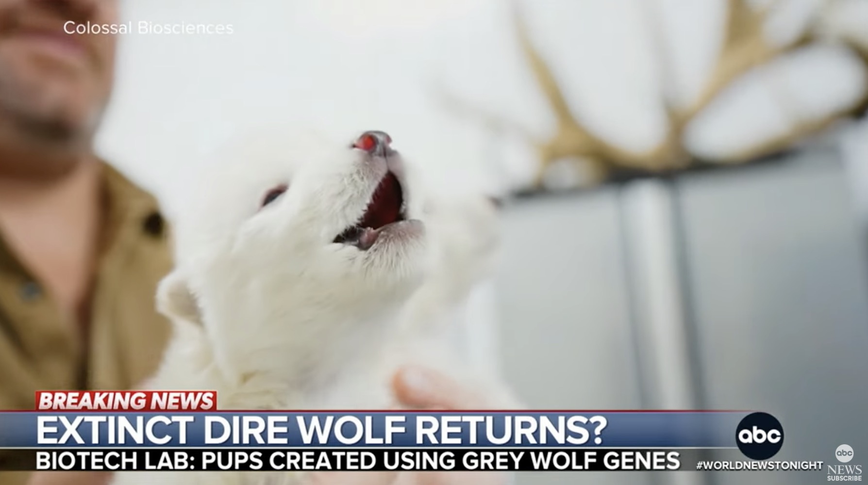 Mithilfe von Gentechnik: Rückkehr des Schattenwolfes