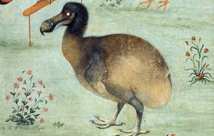 Wie der Dodo aussah