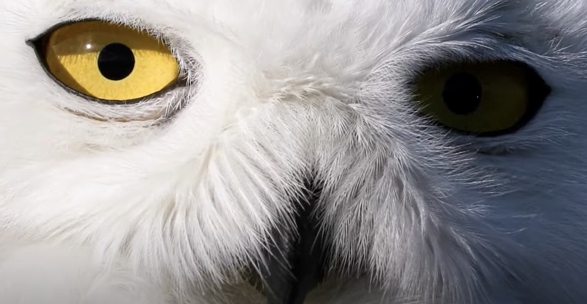 The Snowy Owls of Logan Airport